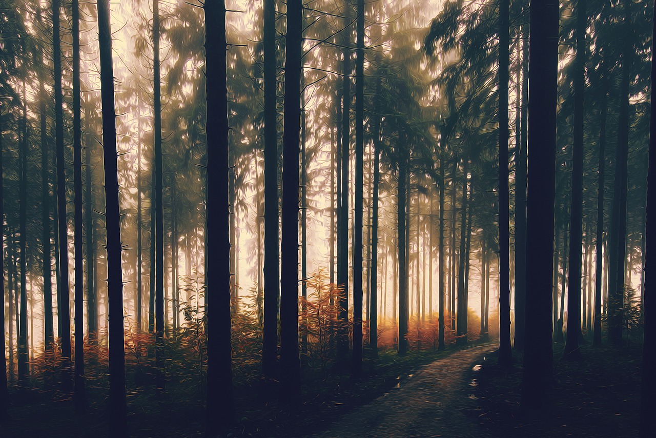 forest-3859975_1280